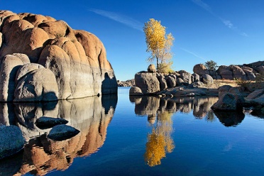 Lone Tree at Watson Lake