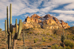 Winter in the Sonora Desert