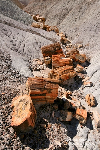 Blue Mesa Petrified Logs