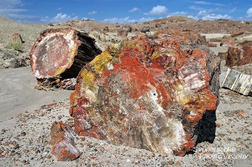 Petrified Logs at Crystal Forest