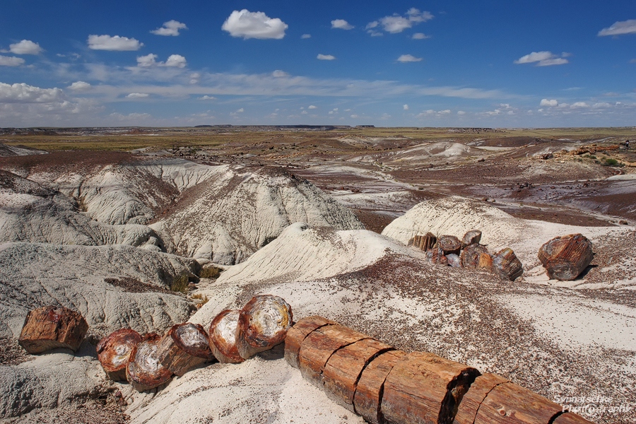 Petrified Logs