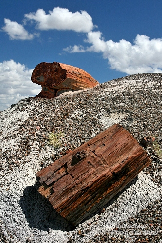 Petrified Tree Logs