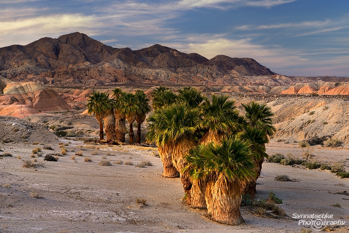 Desert Palm Oasis