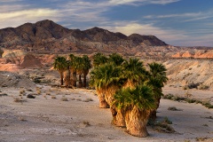 Desert Palm Oasis