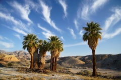 Palm Oasis at Anza Borrego