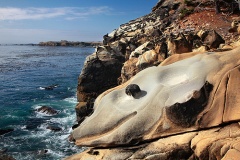 Dolphin - Salt Point State Park