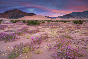Wildflowers blooming at the Ibex Dunes