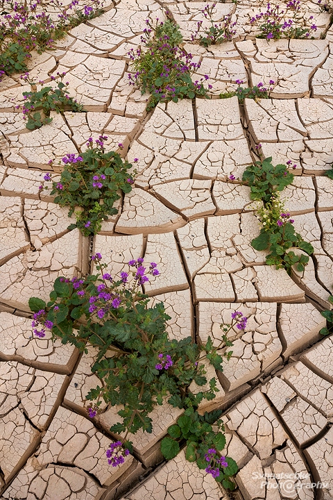 Phacelia Flowers in Cracked Mud