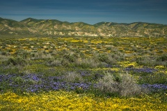 Carrizo Plain with blooming flowers