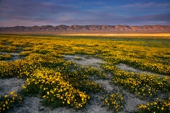 Wildflowers at Carrizo Plain 