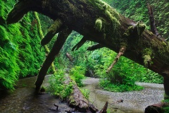 Fern Canyon California