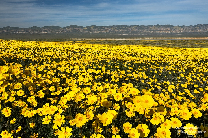 Hillside Daisies Wildflowers