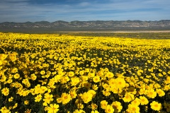 Hillside Daisies Wildflowers