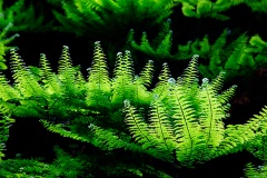 Maidenhair Fern