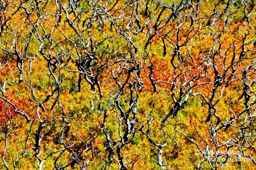 Abstract Fall Painting