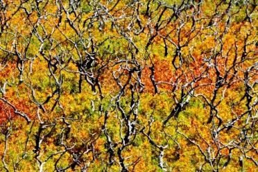 Abstract Fall Painting