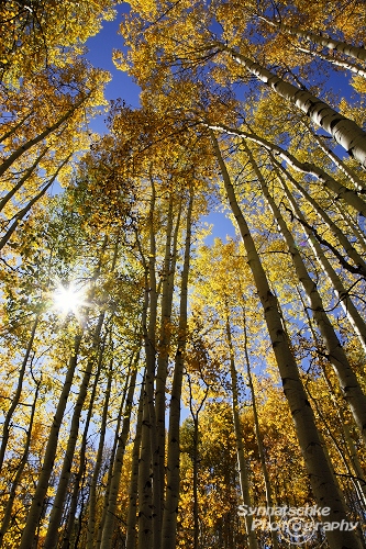 Aspen and Sun