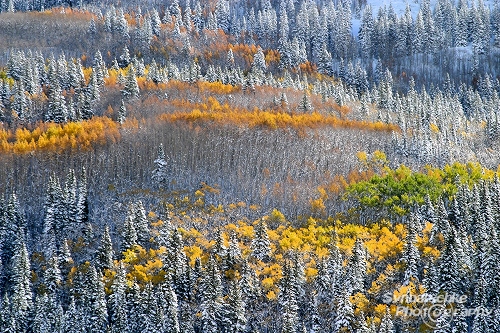 Enchanted Aspen - Rocky Mountains