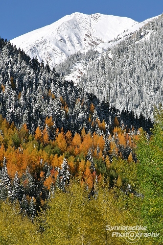 Aspen Fall Colors