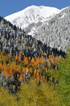 Aspen Fall Colors