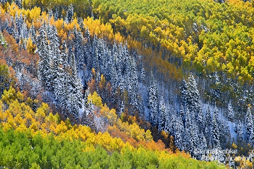 Aspen Forest - Amazing Fall Colors