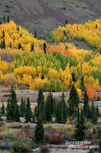 Aspen Grove in Flames