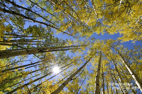 Aspen Tree Canopy