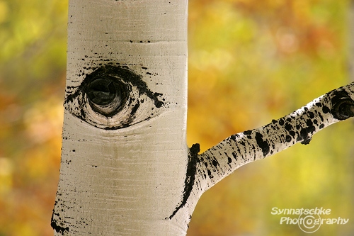 Aspen Tree Eye