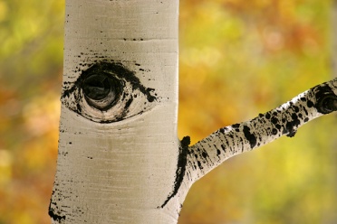 Aspen Tree Eye
