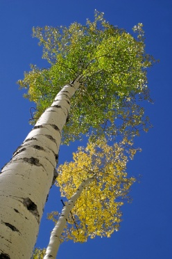 Aspen Trees - Fall Colors