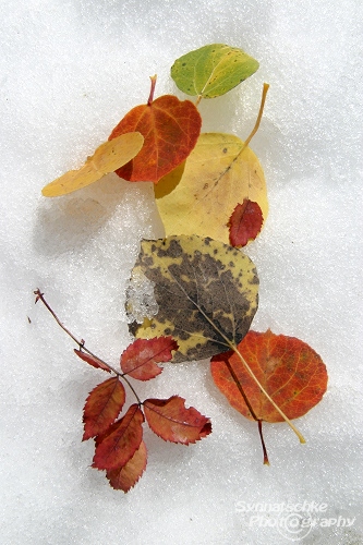 Colorful Fall Foliage in the Snow