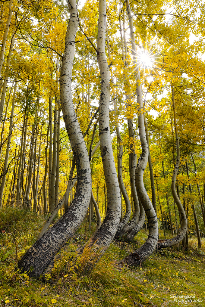 Dancing Aspen Trees