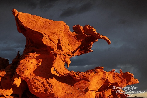 The Raptor at Sunset