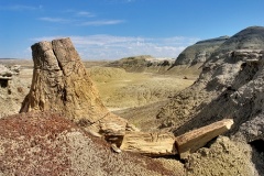 Petrified Log