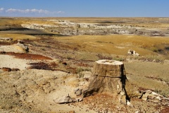 Petrified Stump