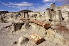 Petrified Logs