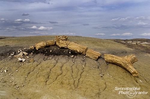 Giant Petrified Root