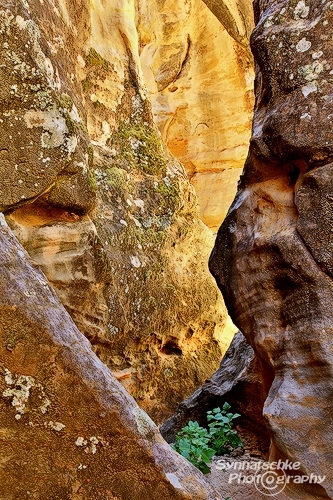 Sandstone Slot in New Mexico