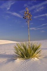 White Sands Yucca