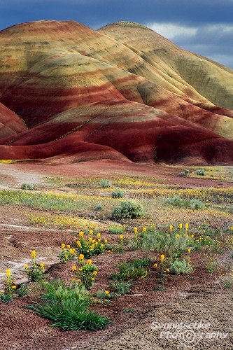 Painted Hills and Flowers