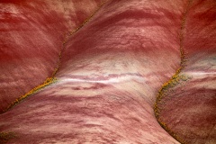 Painted Hills Bee Plants