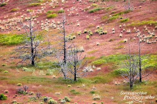 Painted Hills Trees