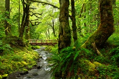 Gorton Creek Bridge