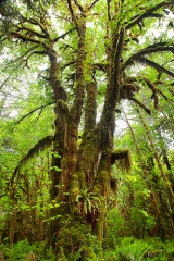 Octopus Tree
