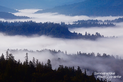 Oregon Morning Fog