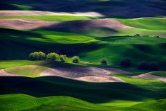 Palouse Fields on a Cloudy Day