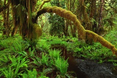 Quinault Rain Forest