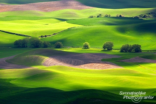 The Green of Palouse