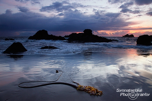 Kelp on the Beach