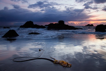Kelp on the Beach